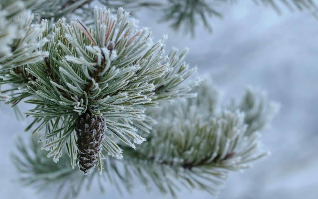 Fast eller rörligt elpris?